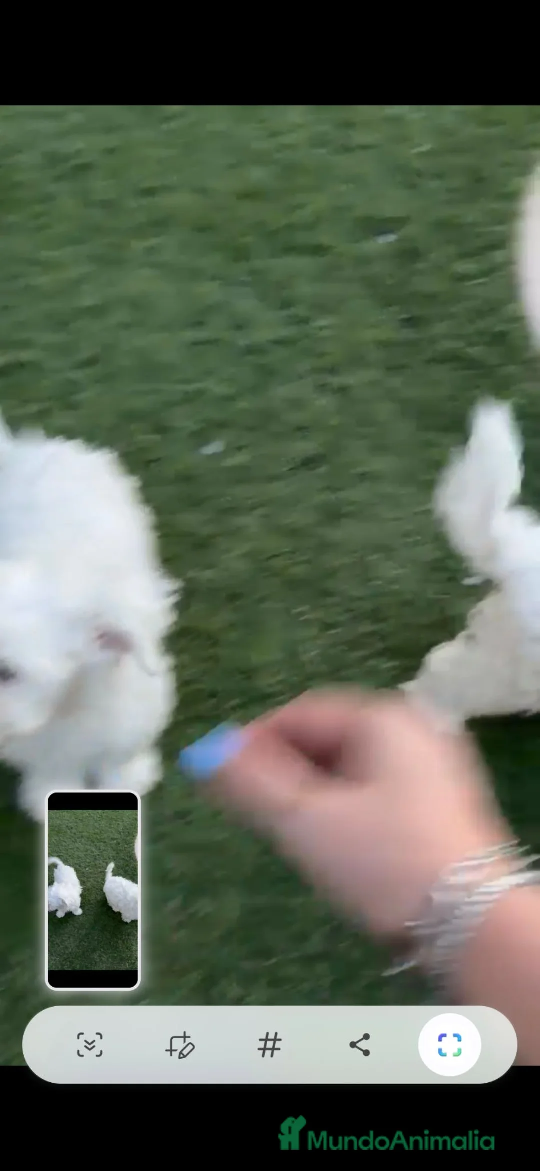 Bichón Maltés perros en venta: Bichon maltes  - Anuncio 2