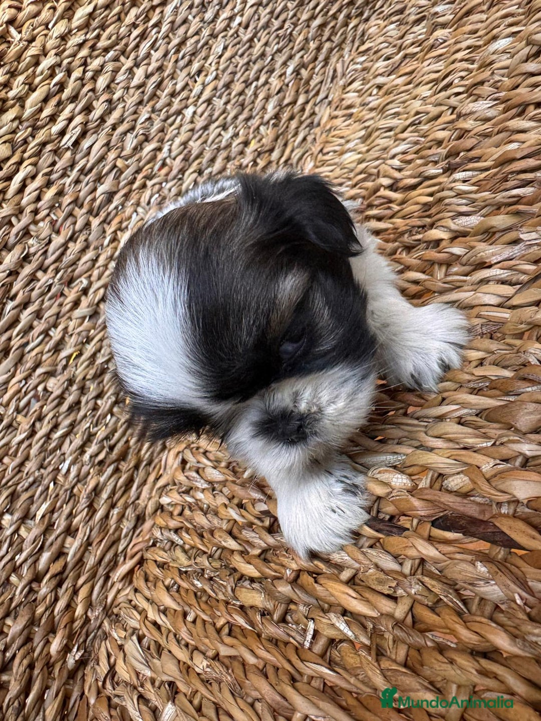 Shih Tzu perros en venta: Shih tzu bicolor - Imagen 2