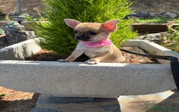 Chihuahua perros en venta: Chihuahua hembra disponible !!! - Imagen 5