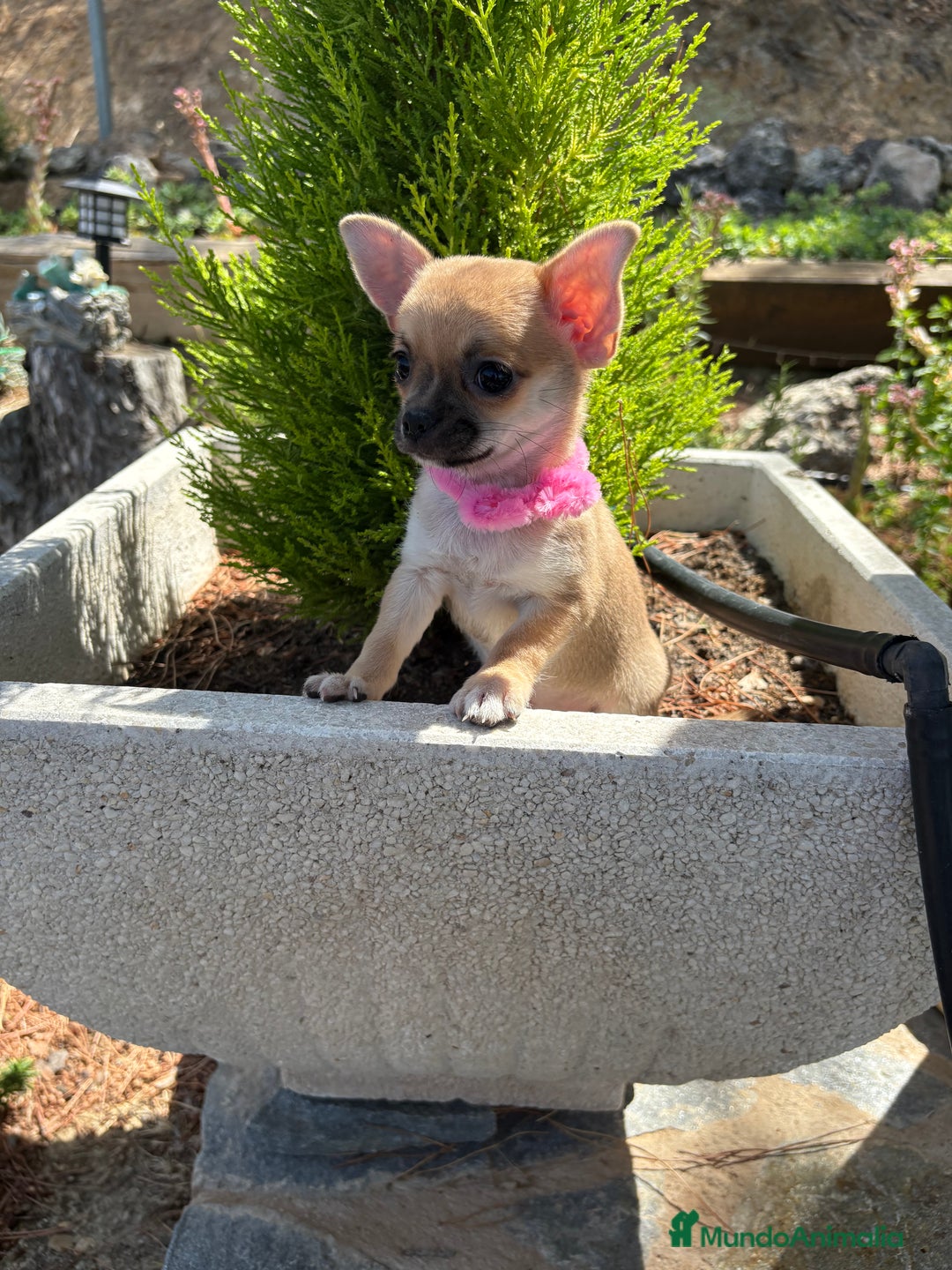 Chihuahua perros en venta: Chihuahua hembra disponible !!! - Imagen 5