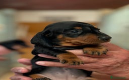 Teckel perros en venta: Teckel Miniatura pelo corto HEMBRA - Imagen 1