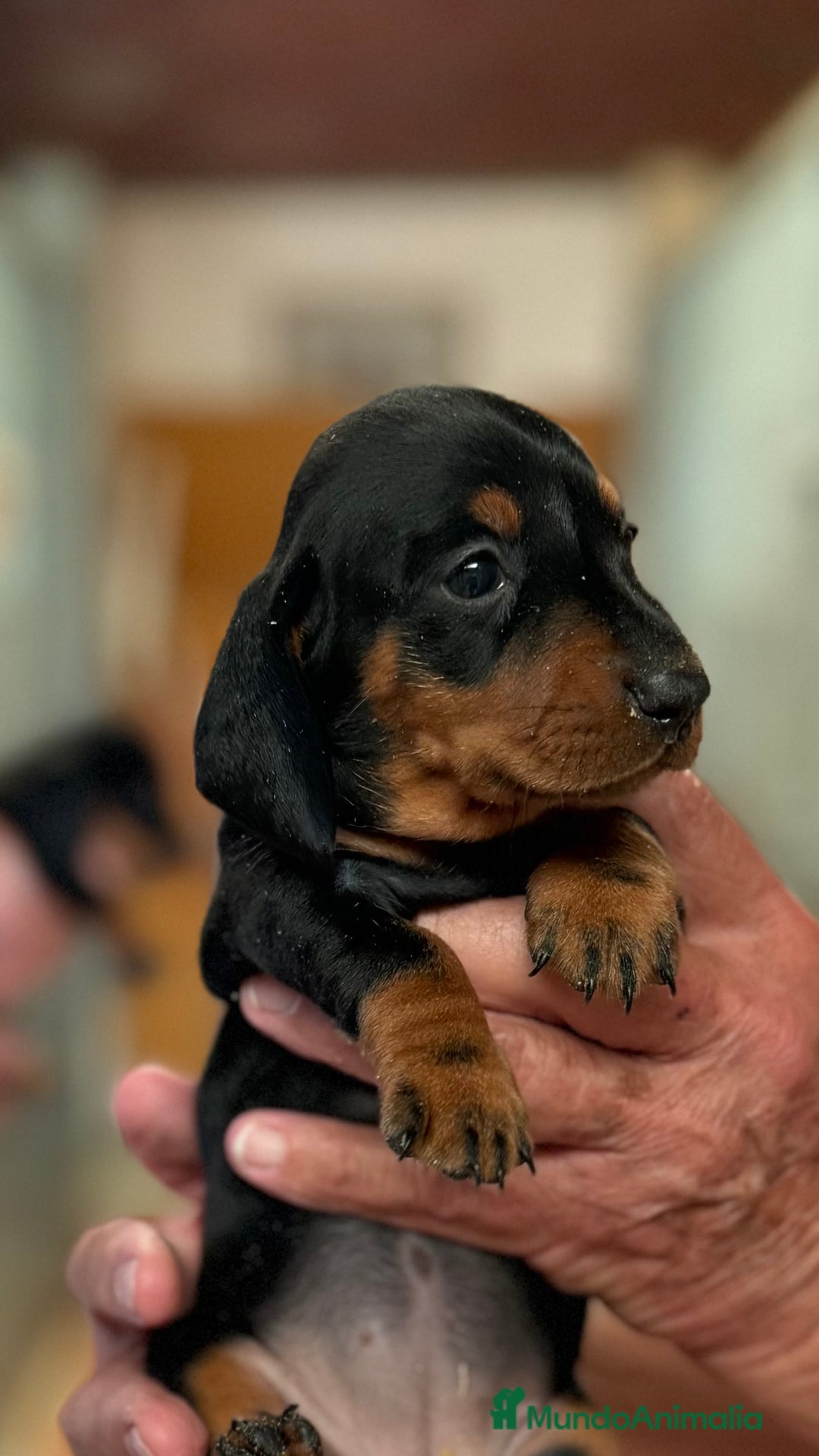 Teckel perros en venta: Teckel Miniatura pelo corto HEMBRA - Imagen 1