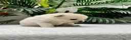 Pomerania perros en venta: POMERANIA  - Anuncio 9