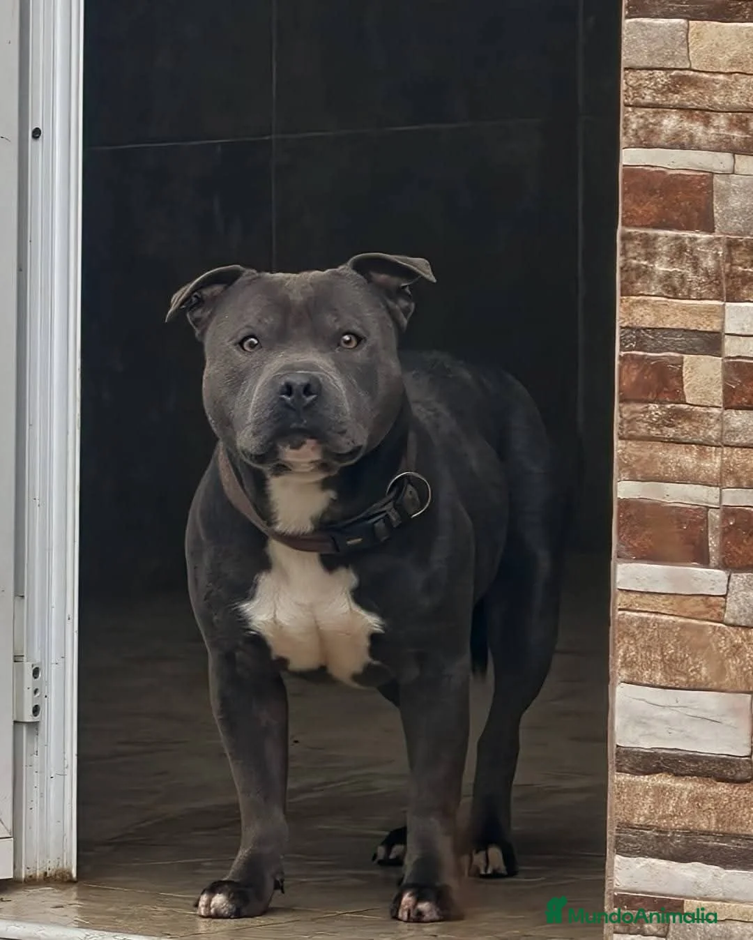Staffordshire Bull Terrier perros en venta: Staffordshire Bull Terrier - Anuncio 2