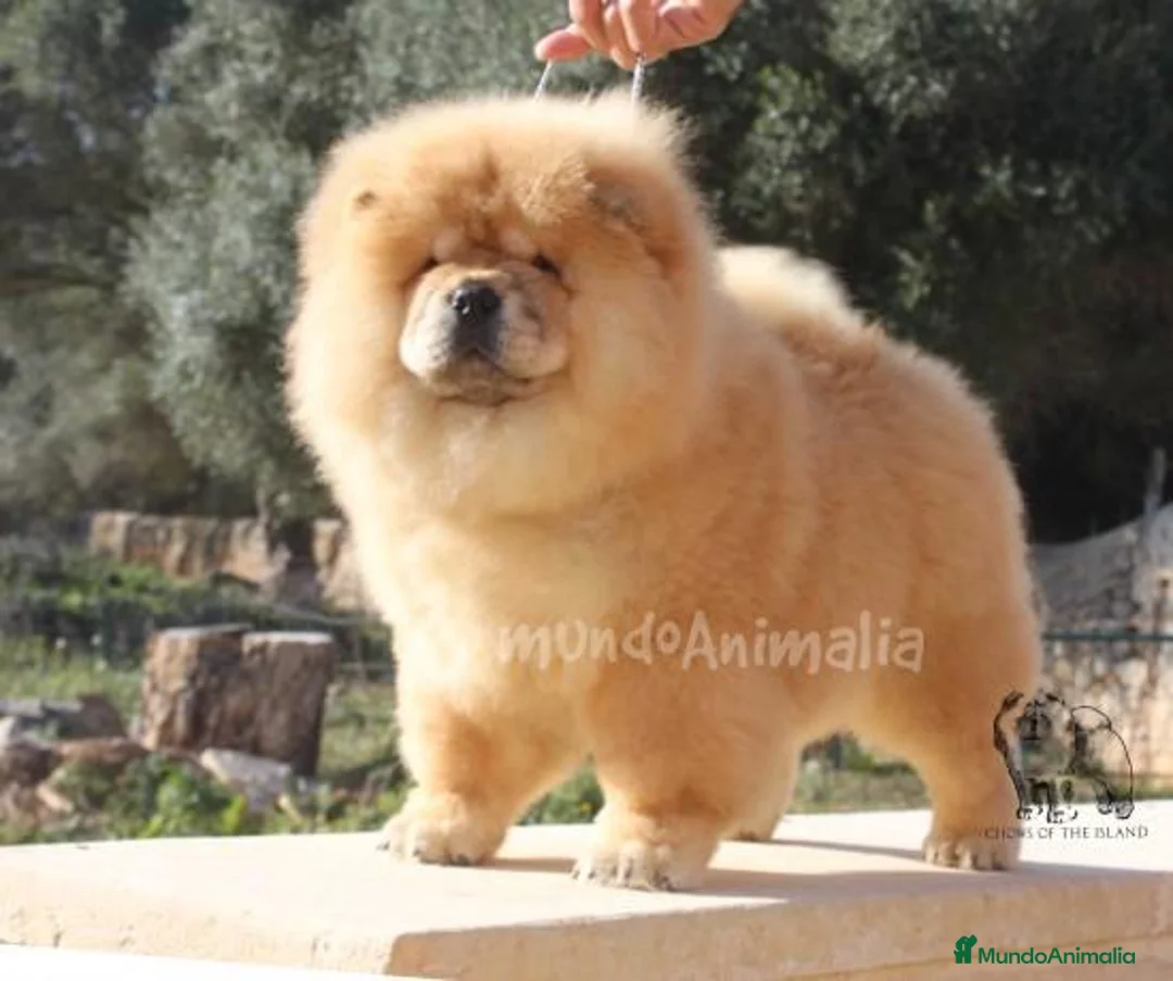 Imagen de galería {{count}}