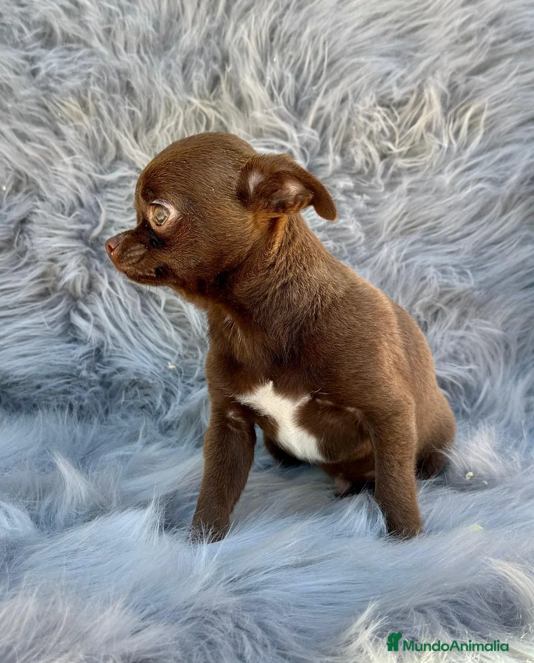 Chihuahua perros en venta: CHIHUAHUA RUSO CHOCOLATE EXÓTICO  en Barcelona - Anuncio 4