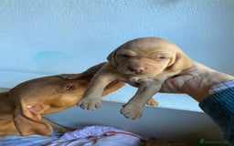 Braco Húngaro de Pelo Corto perros en venta: Cachorros de Braco Húngaro (Vizsla) — Criador aut. - Imagen 20