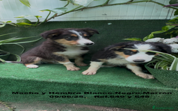 Border Collie perros en venta: BORDER COLLIE TRICOLOR - Imagen 13