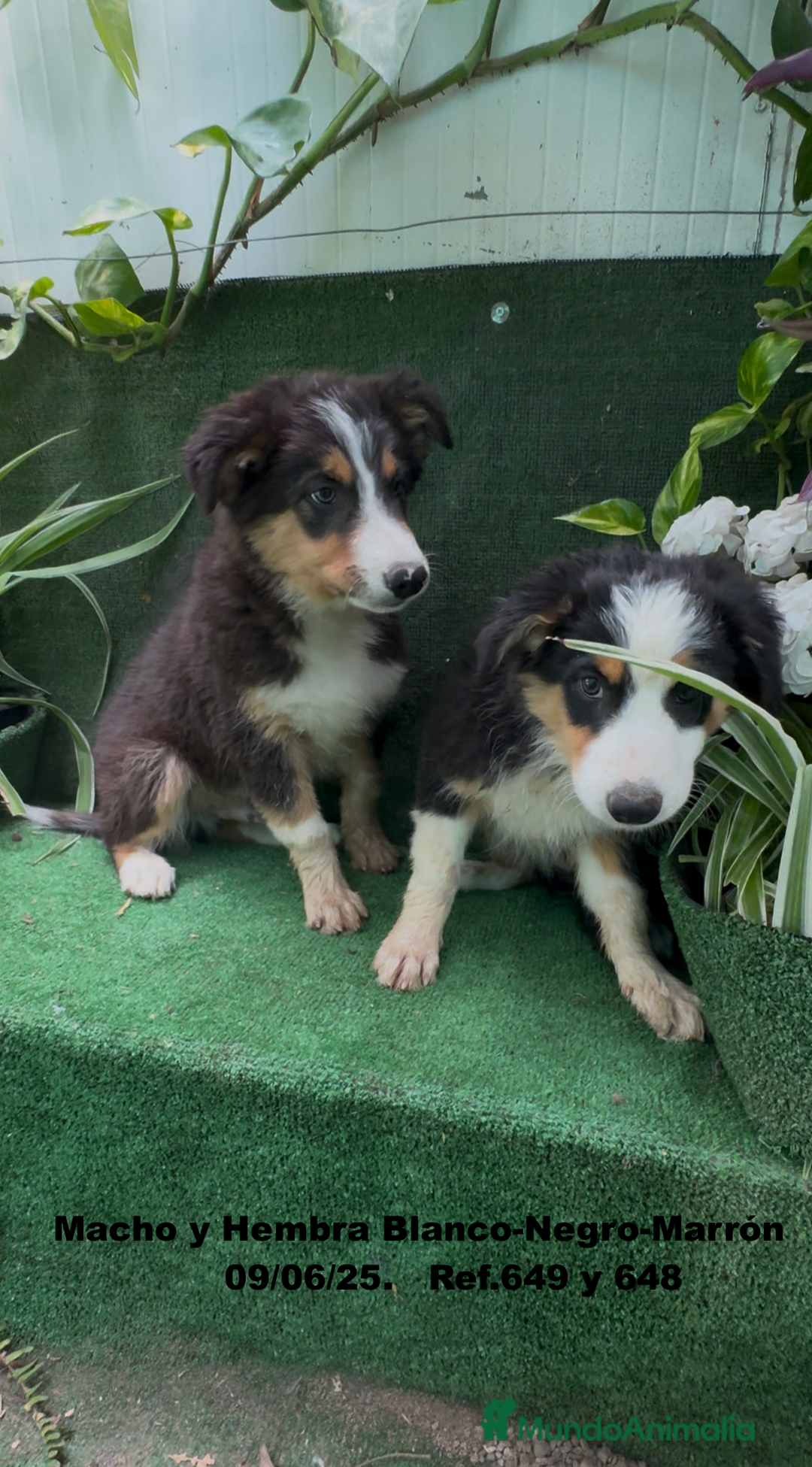 Border Collie perros en venta: BORDER COLLIE TRICOLOR - Imagen 13