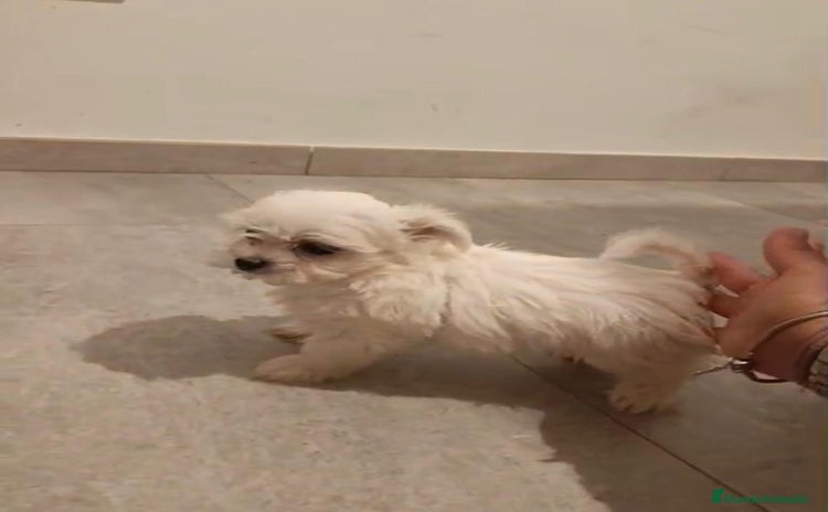 Bichón Maltés perros - Propaganda 1