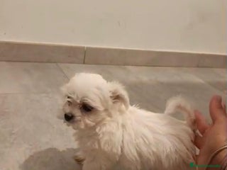 Bichón Maltés perros - Anuncio 22