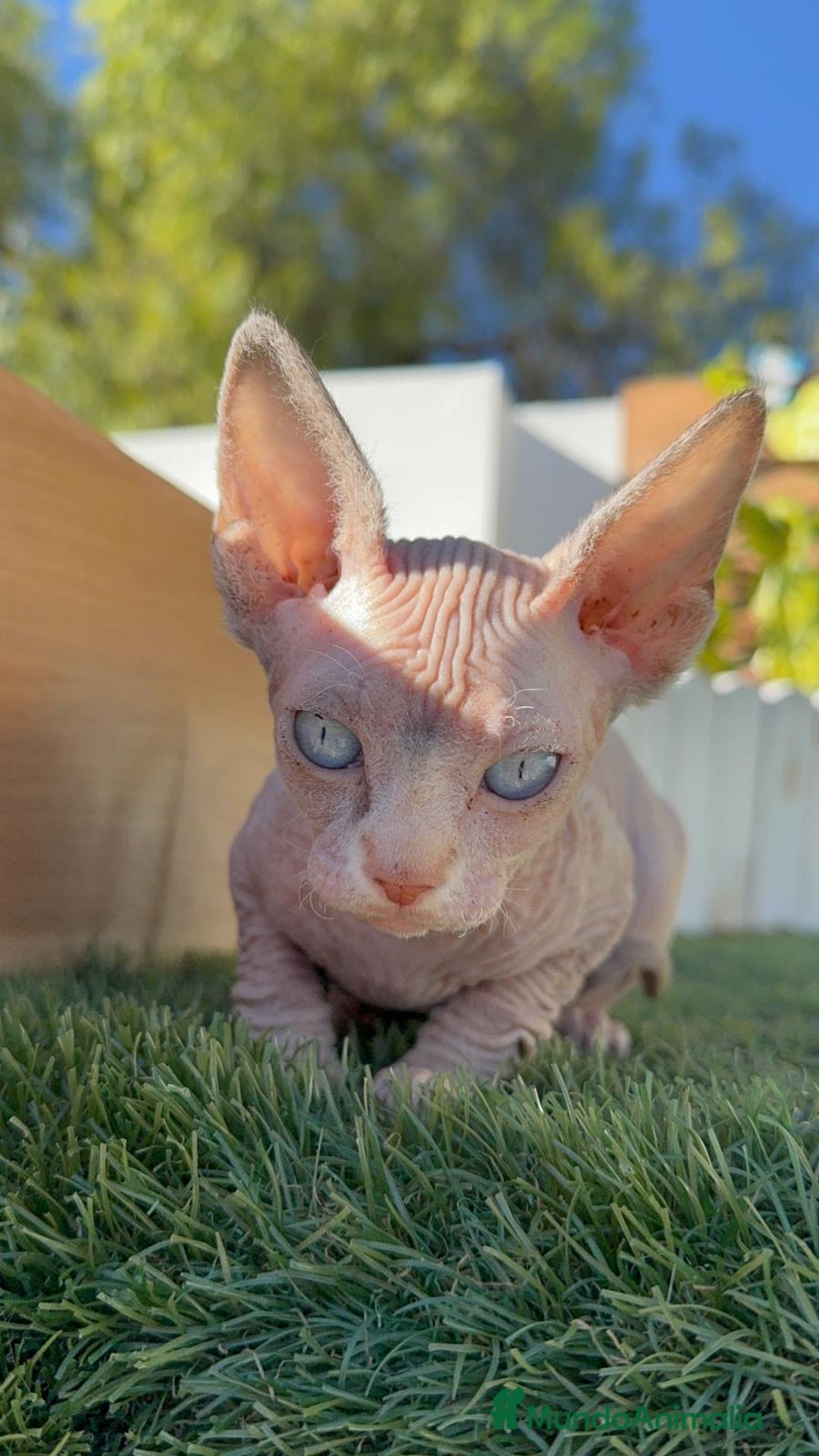 Sphynx gatos en venta: GATITAS SpHYNX - Anuncio 9