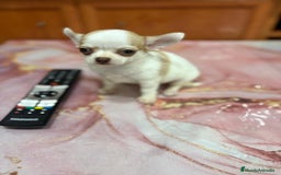 Chihuahua perros en venta: Chihuahua toy ruso macho - Imagen 8