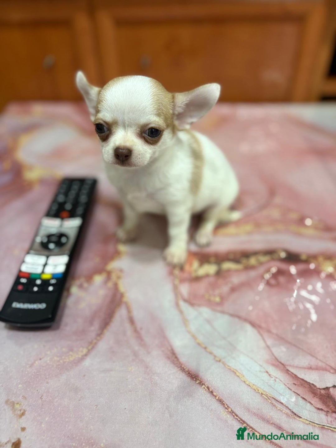 Chihuahua perros en venta: Chihuahua toy ruso macho - Imagen 8