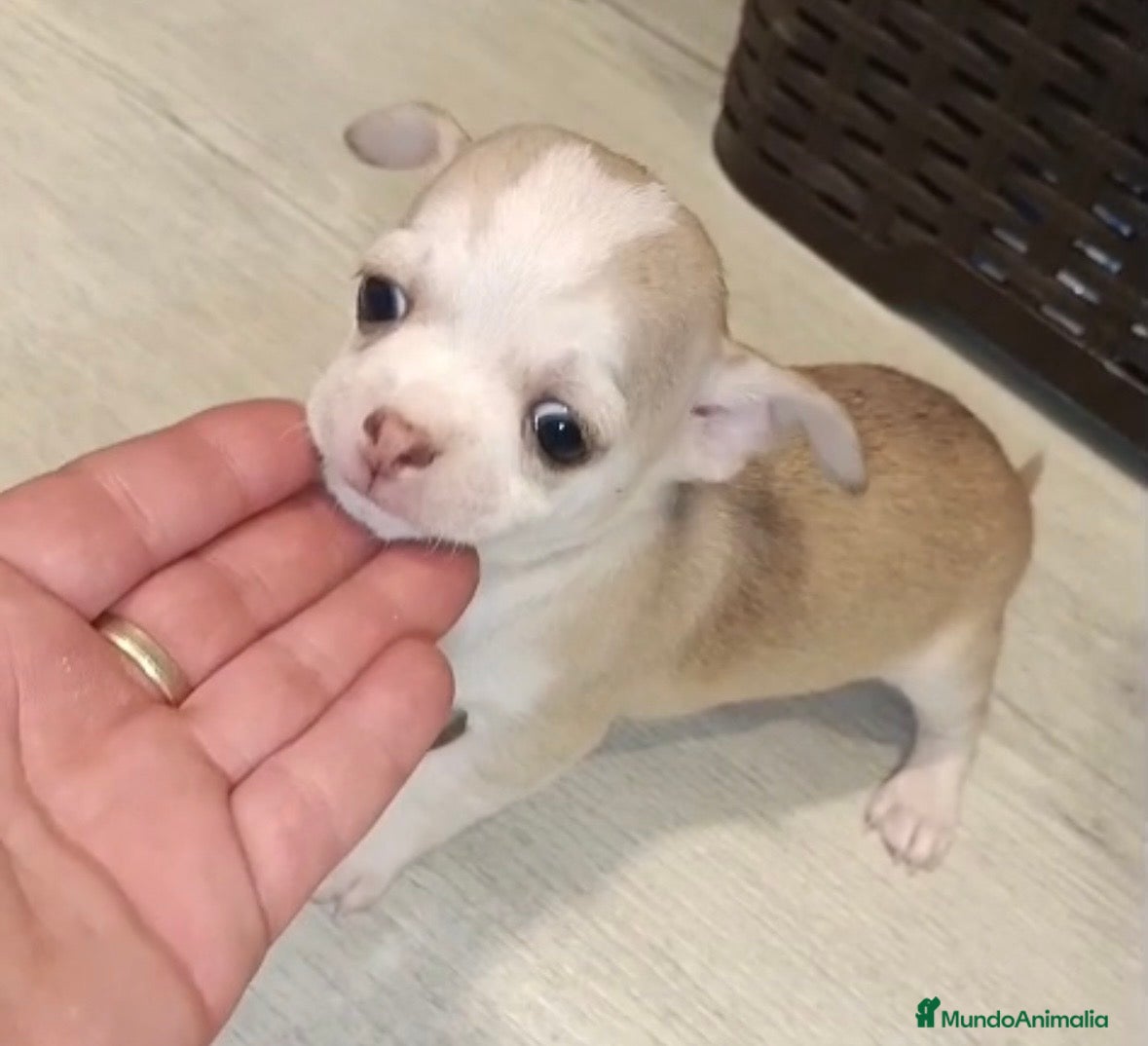 Chihuahua perros Chihuahua macho🩵🐾🐶 - Anuncio 2