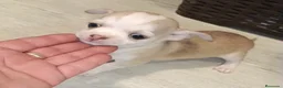Chihuahua perros en venta: Chihuahua macho🩵🐾🐶 - Anuncio 1