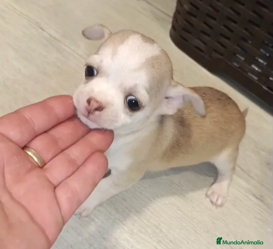 Chihuahua perros en venta: Chihuahua macho🩵🐾🐶 - Anuncio 1