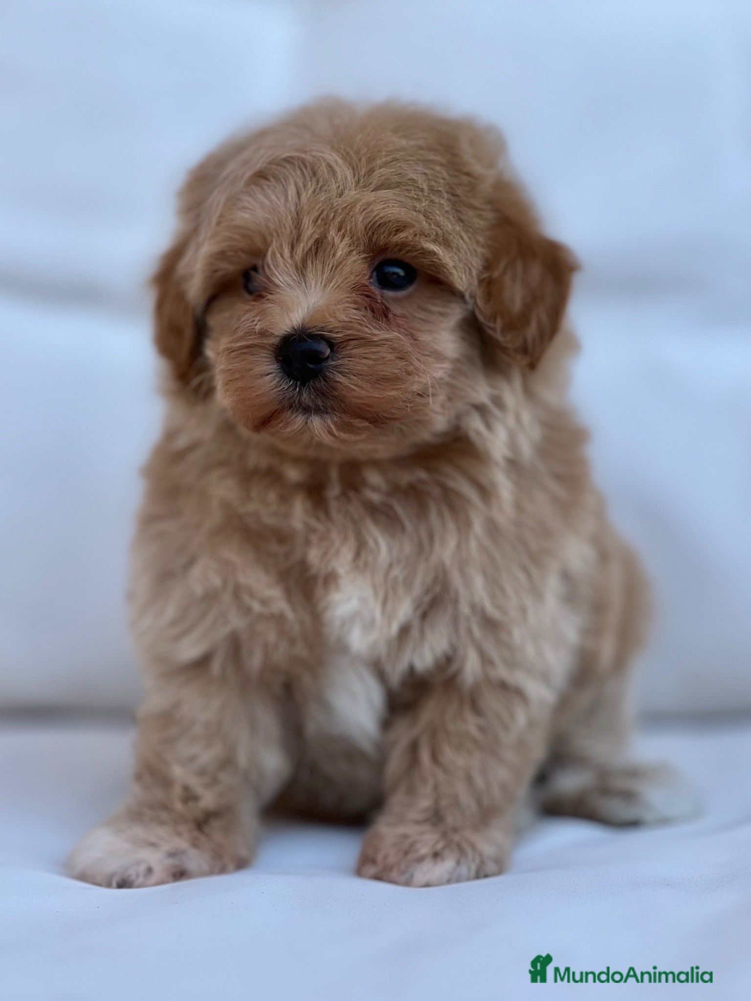Maltipoo perros PRECIOSO MACHITO MALTIPOO  - Anuncio 2