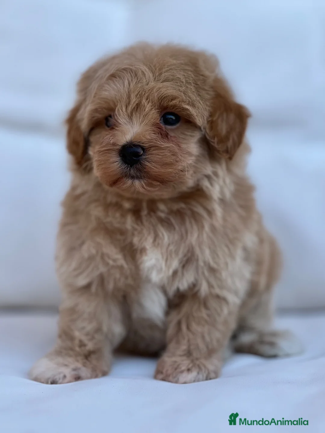 Maltipoo perros en venta: PRECIOSO MACHITO MALTIPOO  - Anuncio 1