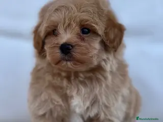 Maltipoo perros PRECIOSO MACHITO MALTIPOO - Anuncio 1