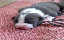 American Staffordshire-Terrier perros en venta: ✨Camada exclusiva Amstaff Blue–Pedigree y calidad✨ - Imagen 6
