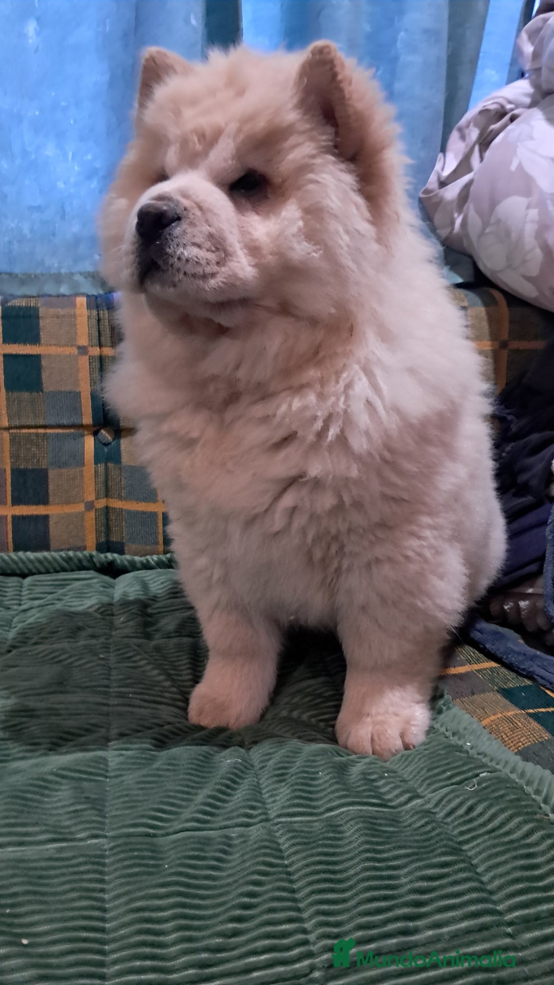Chow Chow perros en venta: Bebés Chow-Chow  - Anuncio 6