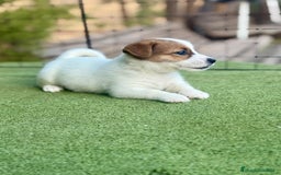 Jack Russell Terrier perros en venta: Jack Russell juguetones guapos  - Imagen 1