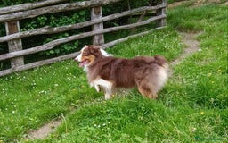 Pastor Australiano perros en venta: Pastor australiano hembra  - Imagen 9