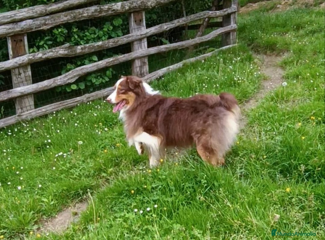 Pastor Australiano perros en venta: Pastor australiano hembra  - Imagen 9