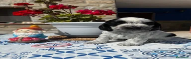 Cocker Spaniel Inglés 3