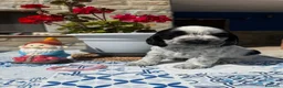 Cocker Spaniel Inglés perros en venta: Cachorros cocker spaniel ingles - Anuncio 13