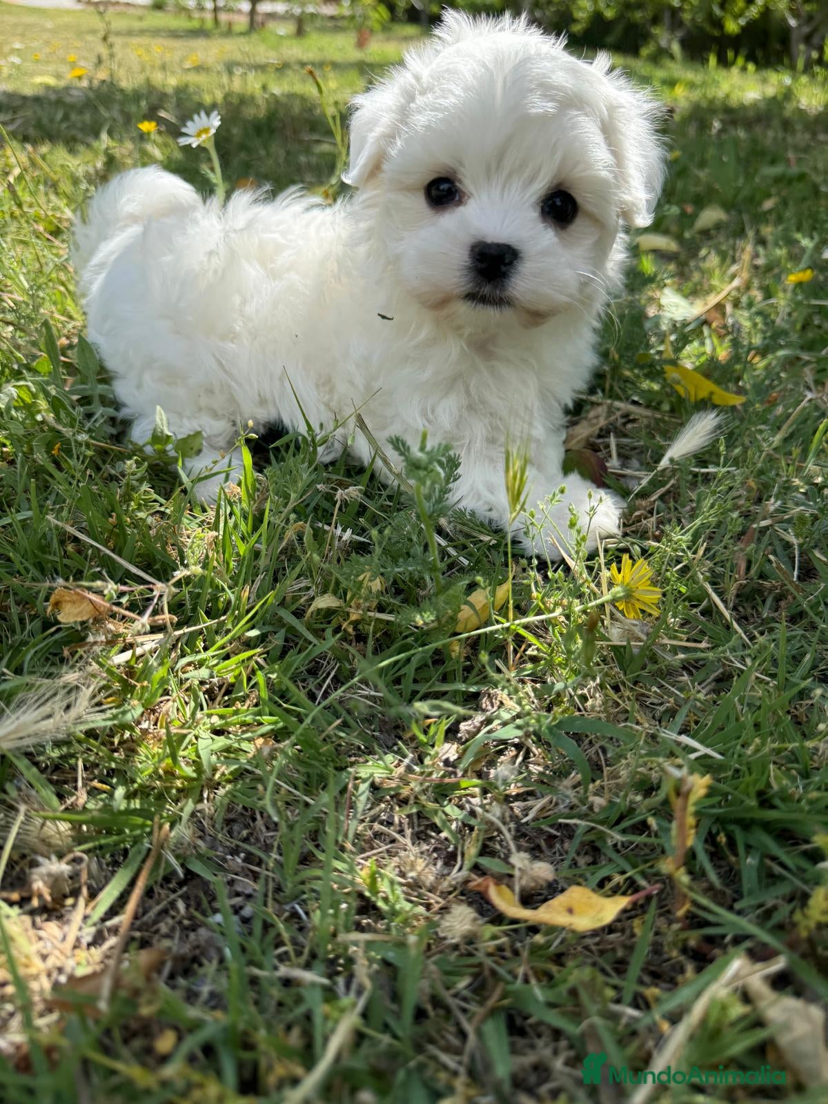 Bichón Maltés perros en venta: Bichon maltés excelentes lineas !!! - Anuncio 3
