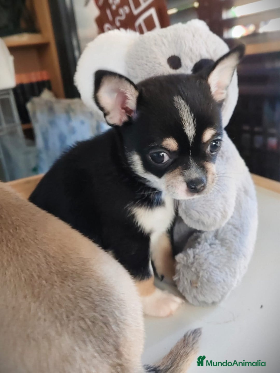 Chihuahua perros en venta: Chihuahua  - Anuncio 1