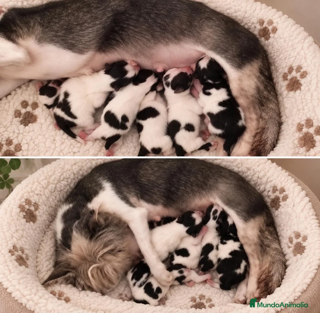 Yorkshire Terrier perros en venta: CAMADA YORKSHIRE BIEWER-HEMBRAS - Anuncio 2