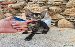 Bengalí gatos en venta: Bengalí charcoal en Cáceres - Imagen 4