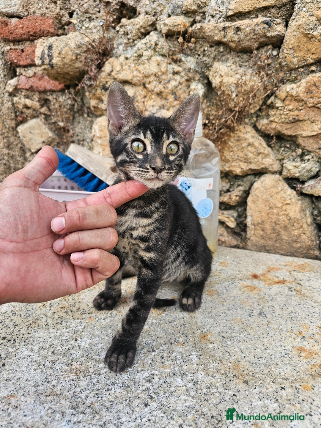 Bengalí gatos en venta: Bengalí charcoal en Cáceres - Imagen 4