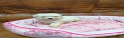 Bichón Maltés perros en venta: BICHON MALTES  - Anuncio 9