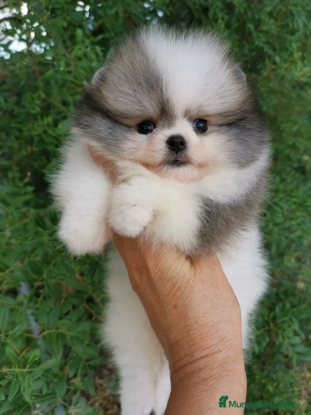 Pomerania perros en venta: Pomerania TOY Muñecas ♂️♀️ - Anuncio 1