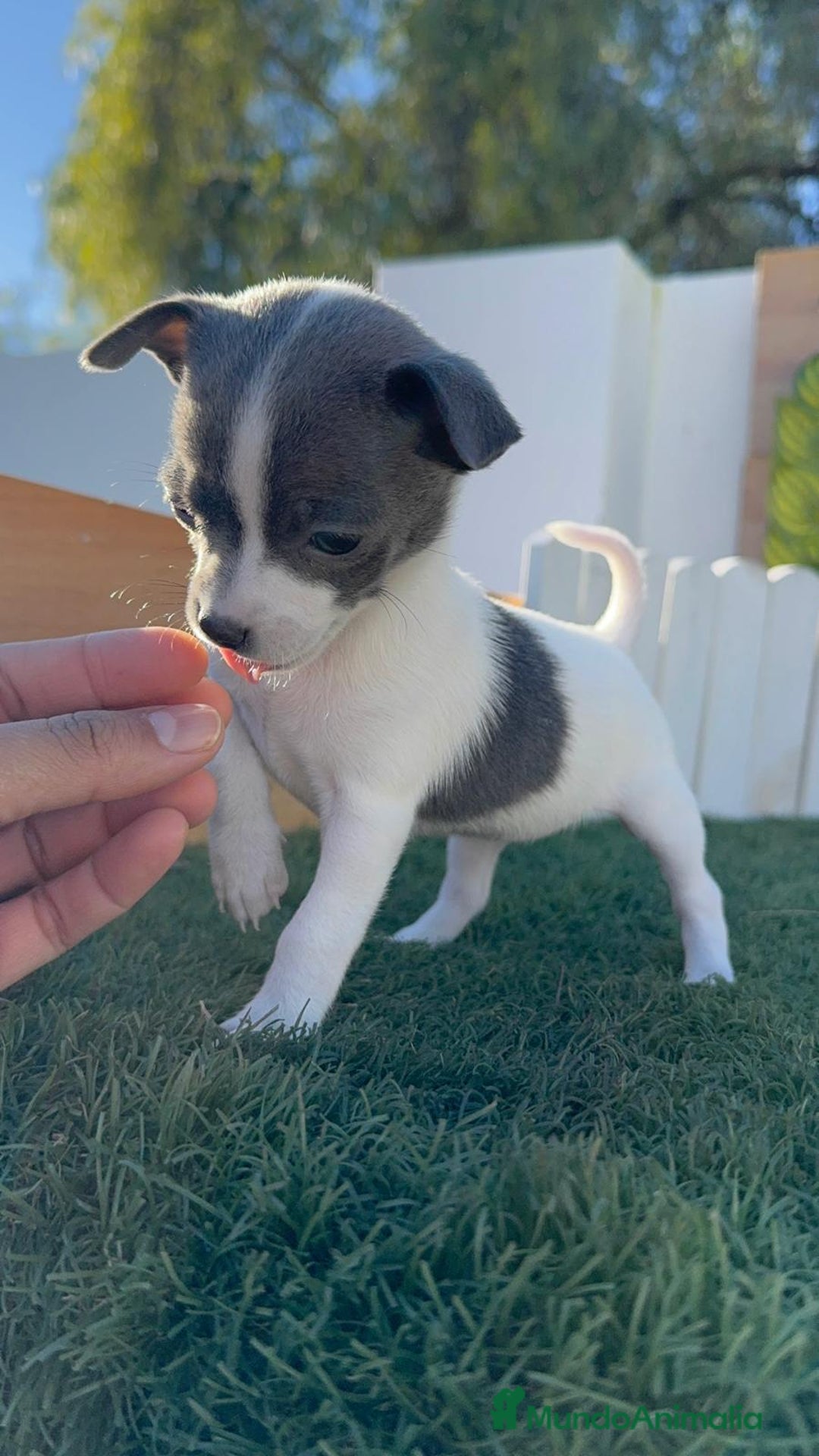 Chihuahua perros en venta: CHIHUAHUA HEMBRA - Anuncio 12