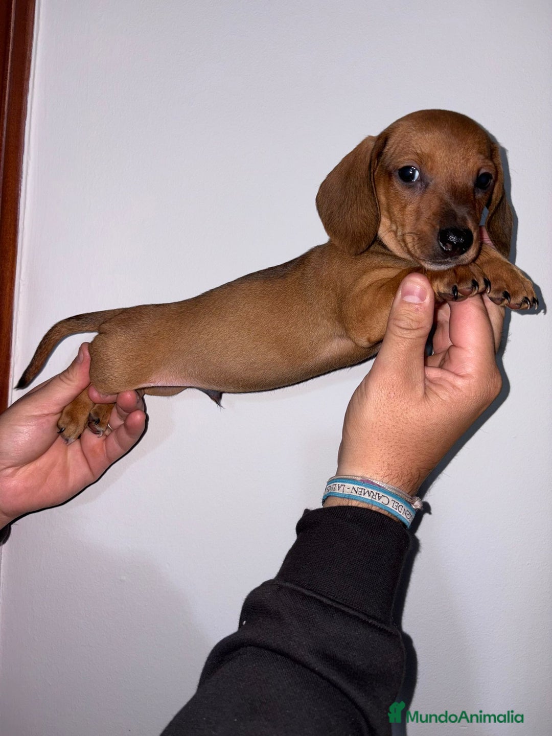 Teckel Miniatura perros en venta: Teckel  mini - Anuncio 3