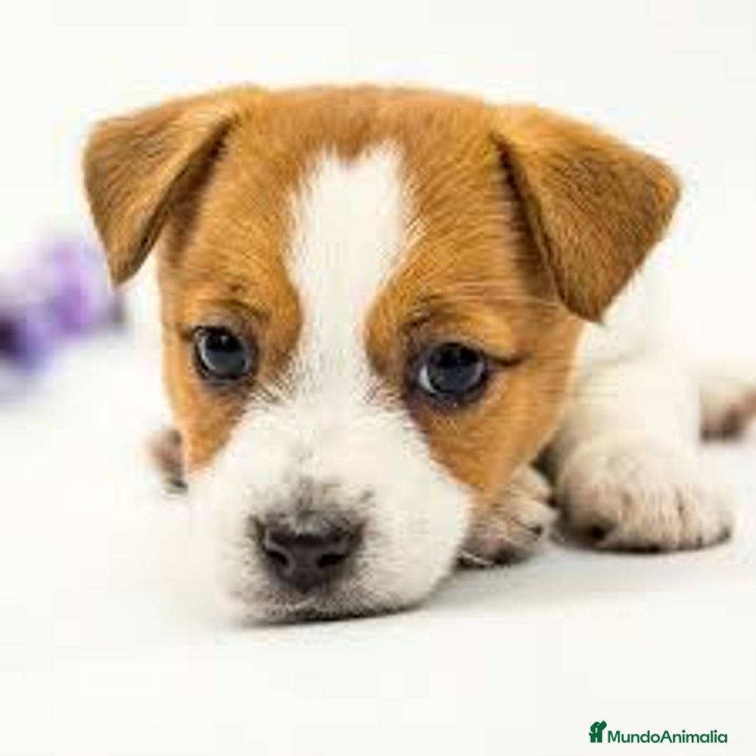 Jack Russell Terrier perros en venta: Jack Russell juguetones guapos  - Imagen 2