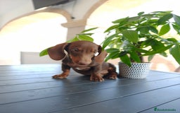 Teckel perros en venta: Teckel - Imagen 5