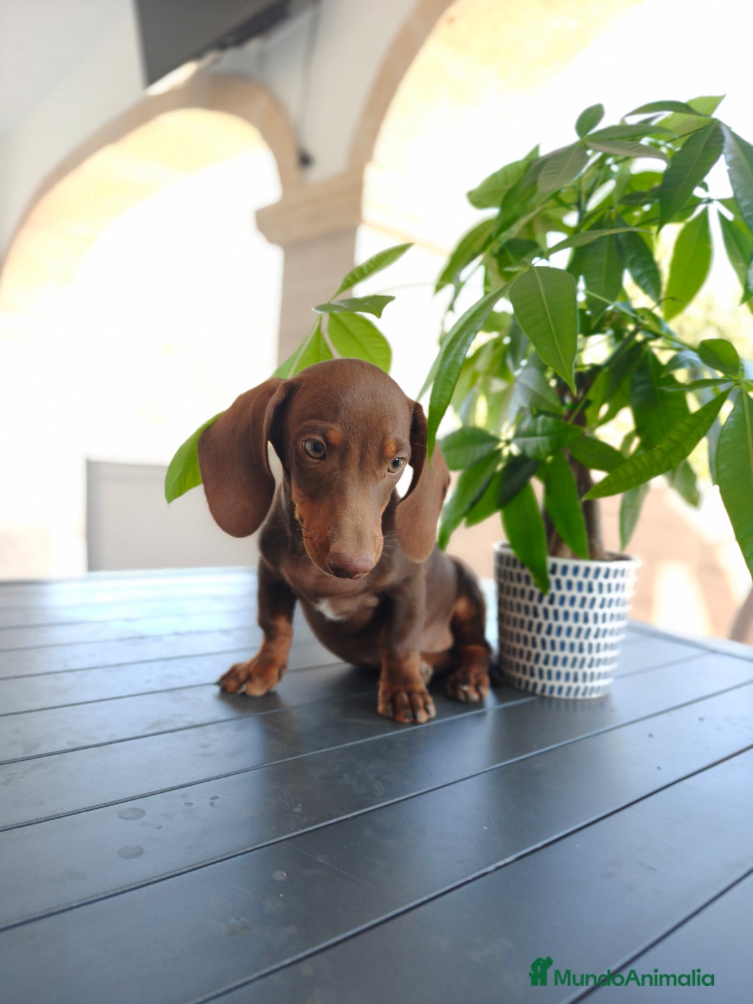 Teckel perros en venta: Teckel - Imagen 5