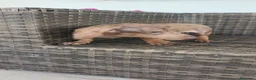 Teckel Miniatura perros en venta: Teckel Mini macho Merle chocolate  - Anuncio 18