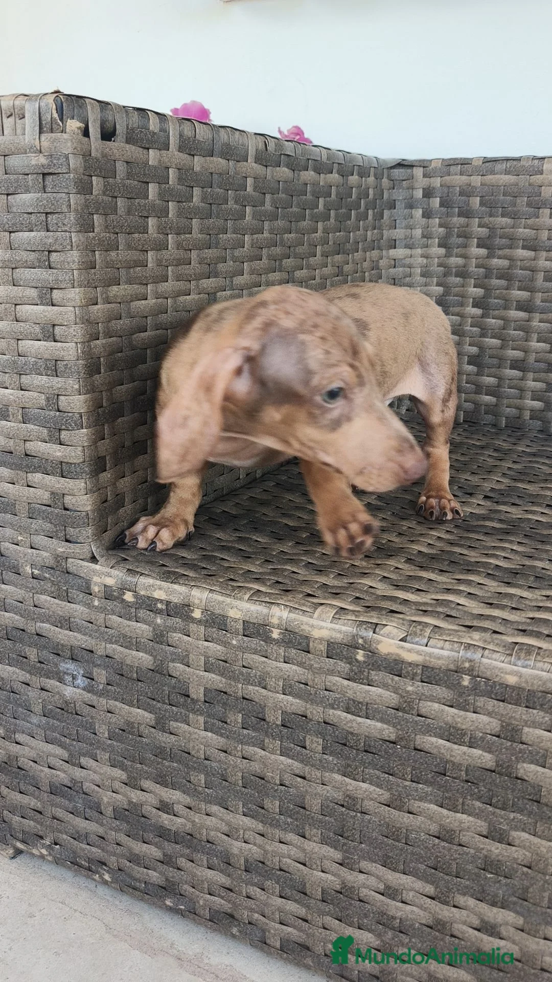 Teckel Miniatura perros en venta: Teckel Mini macho Merle chocolate  - Anuncio 18