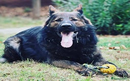 Pastor Alemán perros en venta: Camada Vom Zarental  - Anuncio 6