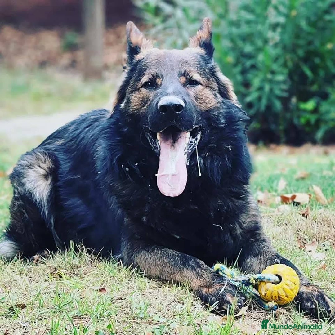 Pastor Alemán perros en venta: Camada Vom Zarental  - Anuncio 6