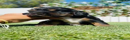 Cocker Spaniel Inglés perros en venta: COCKER SPANIEL INGLES - Anuncio 16