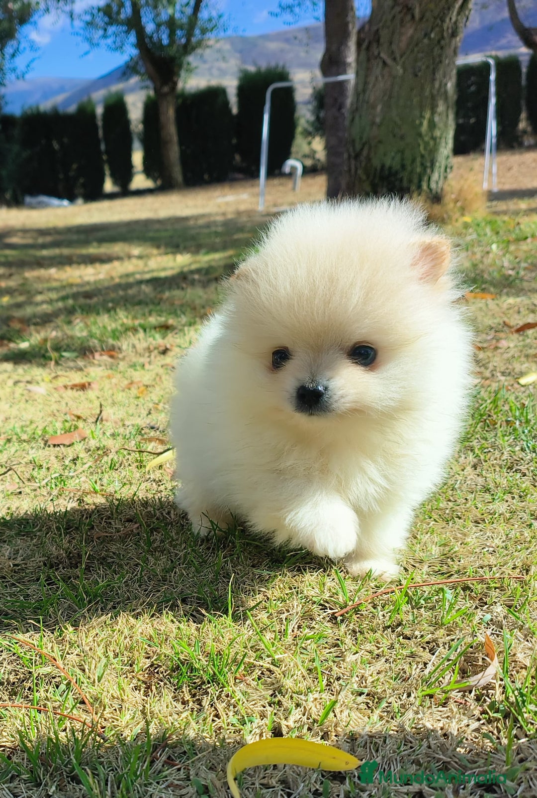 Pomerania perros en venta: Lulu pomerania - Imagen 5