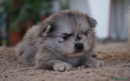 Pomerania perros en venta: 🐾 Roscón, Python y Prodigy – Pomerania únicos 🐾 - Imagen 7
